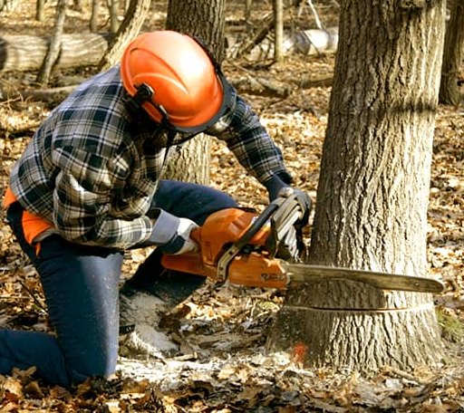 Tree Removal in Great Lakes, IL